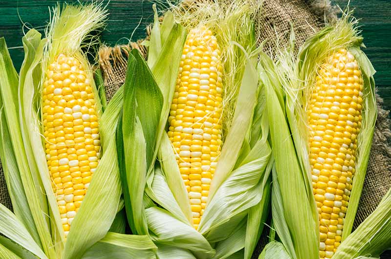 Why corn on the cob belongs at your cookout