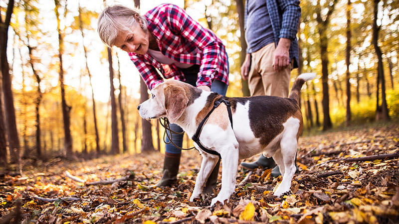 pareja mayor paseando a su perro en otoño