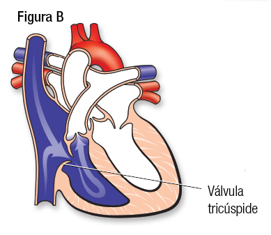 Normal Fig B SP