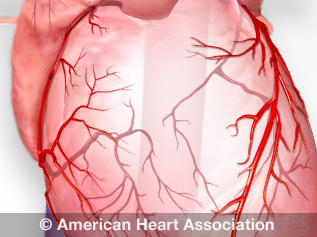 coronary arteries