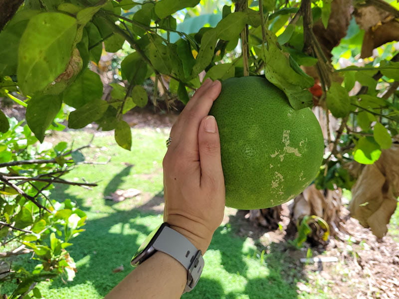 La familia de Josiemer Mattei cultiva su propio panapén, también conocido como fruta de pan, en Yauco, Puerto Rico. Es común en Puerto Rico que las familias cultiven sus propios alimentos, dijo Mattei. (Foto cortesía de Josiemer Mattei)