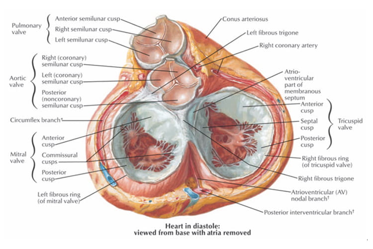 heart in diastole