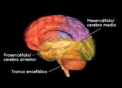 imagen etiquetada de un cerebro