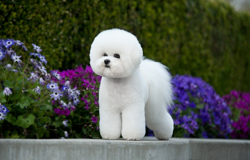 fluffy white dog